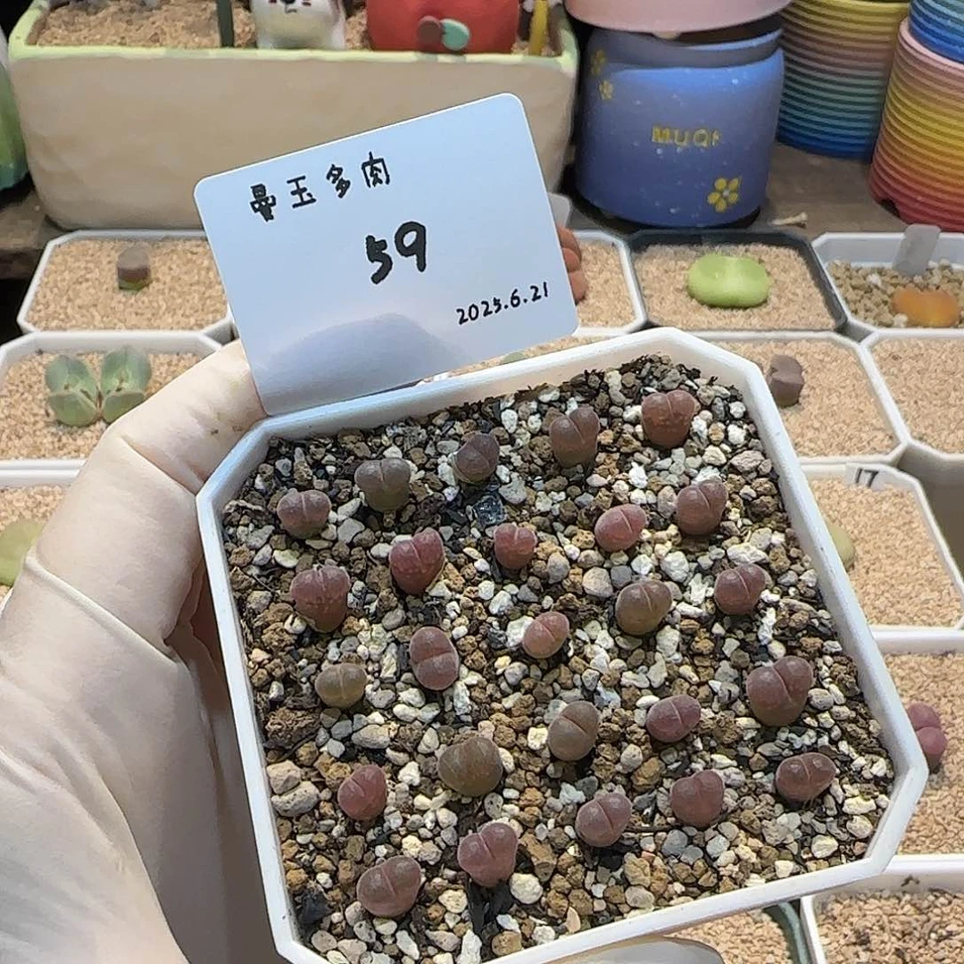 一***点多肉多肉多肉5.21-059