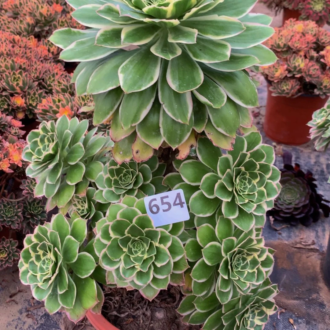 【闪购商品】?****守绿65400000000000