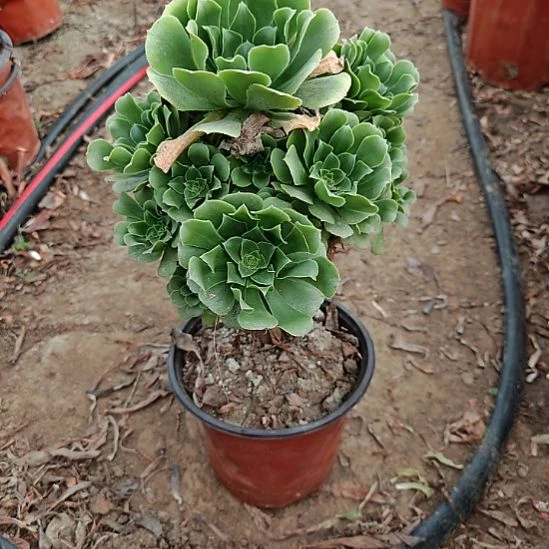 绿羊绒加急法师了9