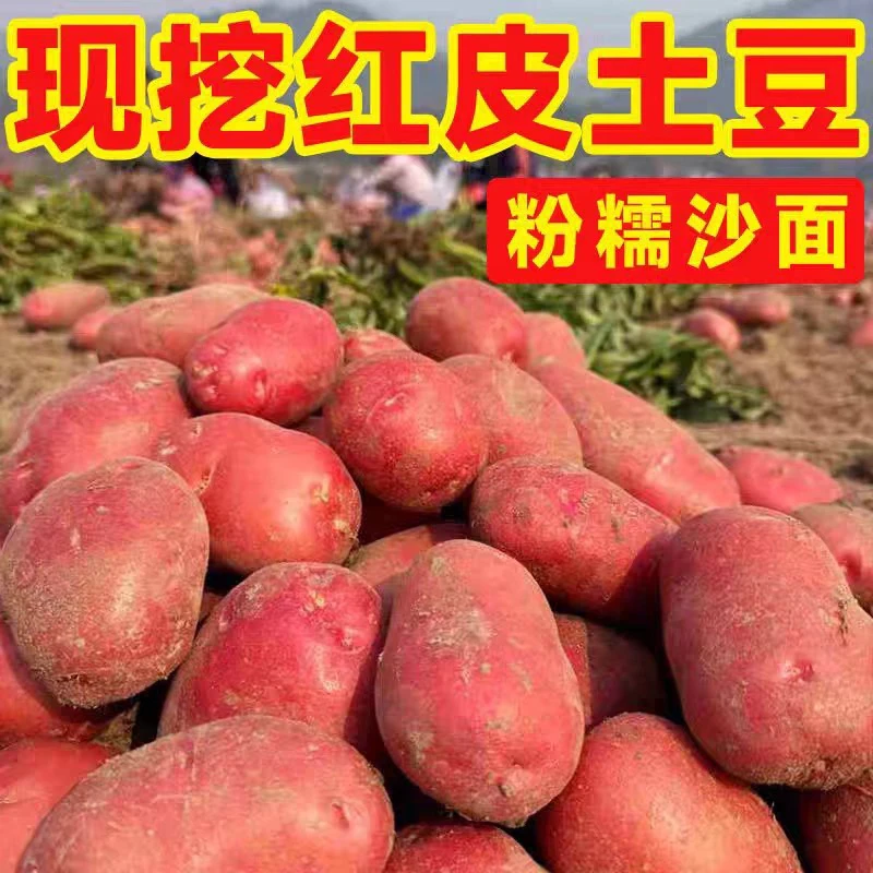 黑龙江红皮黄心土豆新土豆口感沙面农家自种应季蔬菜软糯香包邮