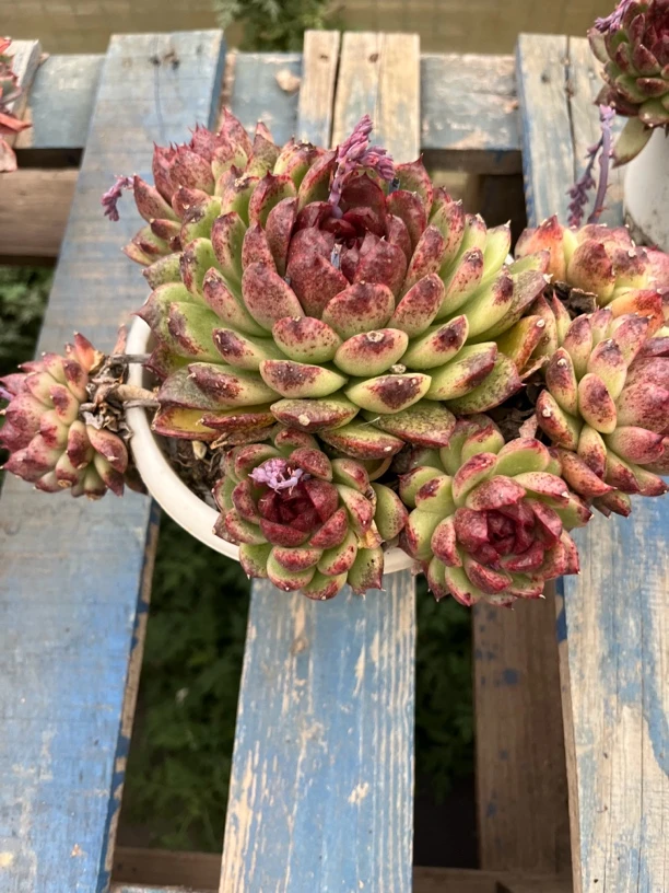 黑水晶多肉一物一拍