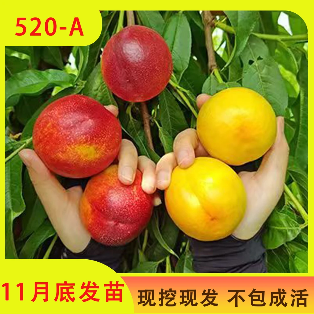【520-A】 桃树苗 全款 12月发苗 下单发赠品