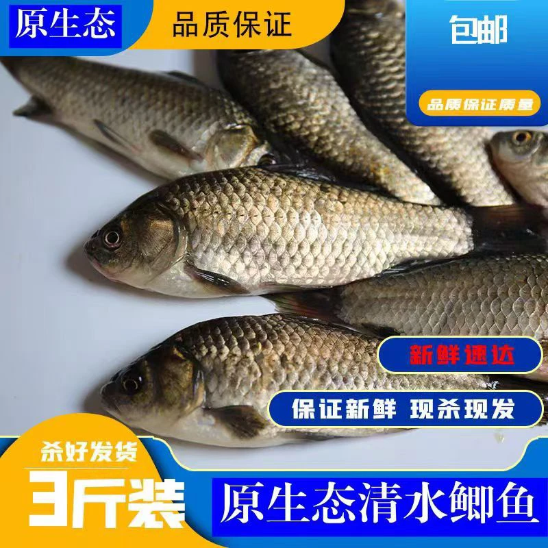 天然生长鲫鱼活体发货三斤起送鲫鱼个体1两2两