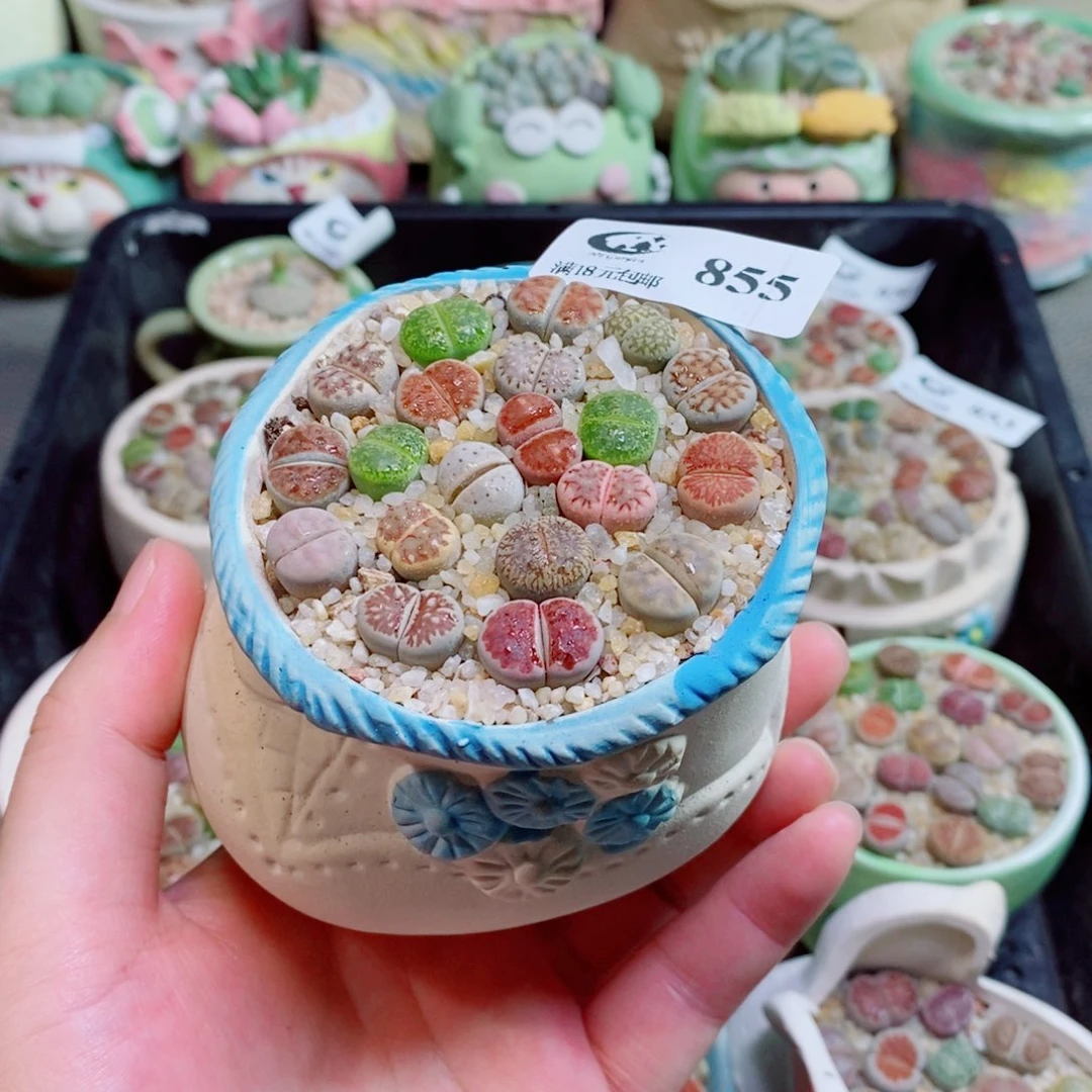 生石花花花花花花花855