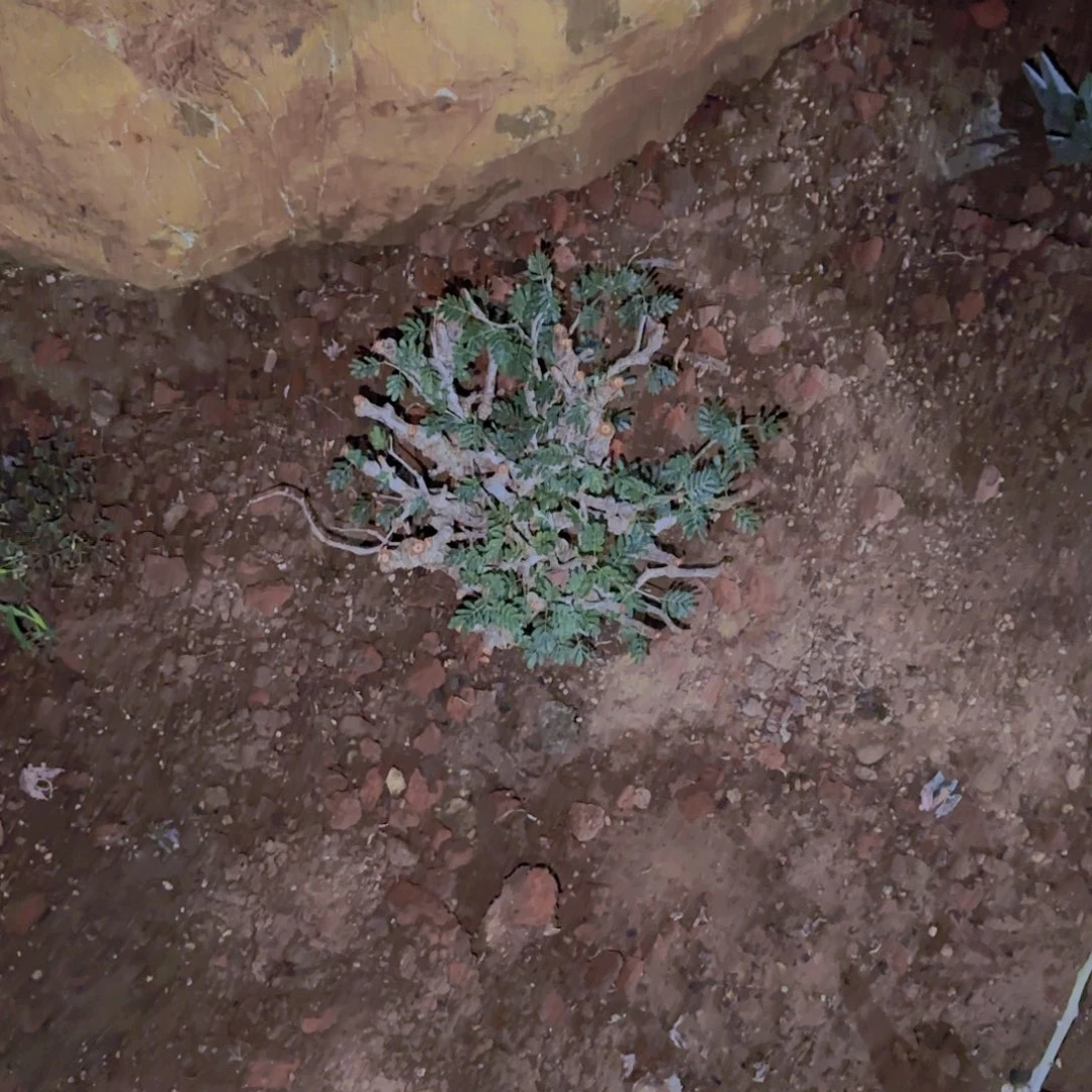 W***r块根植物块根植物