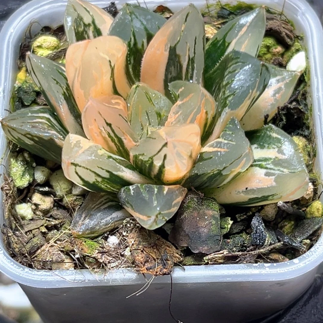 恭喜发财大吉大利4926