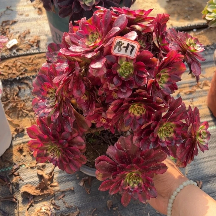 美即微瑕多肉植物18-17