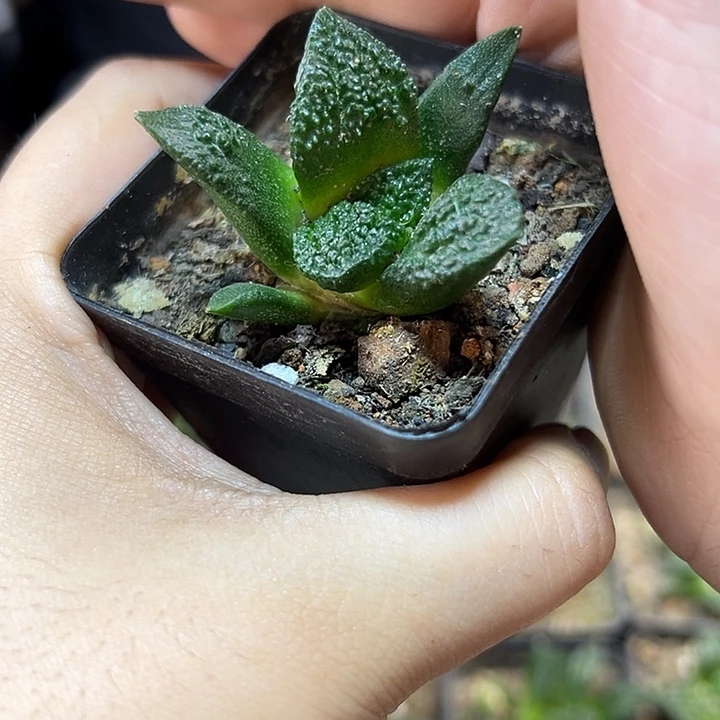 实生大尤哥斯拉4公分带盆