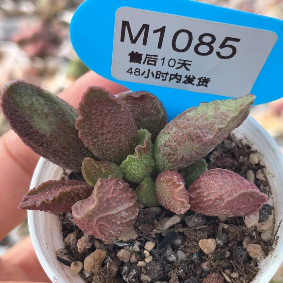 1085。