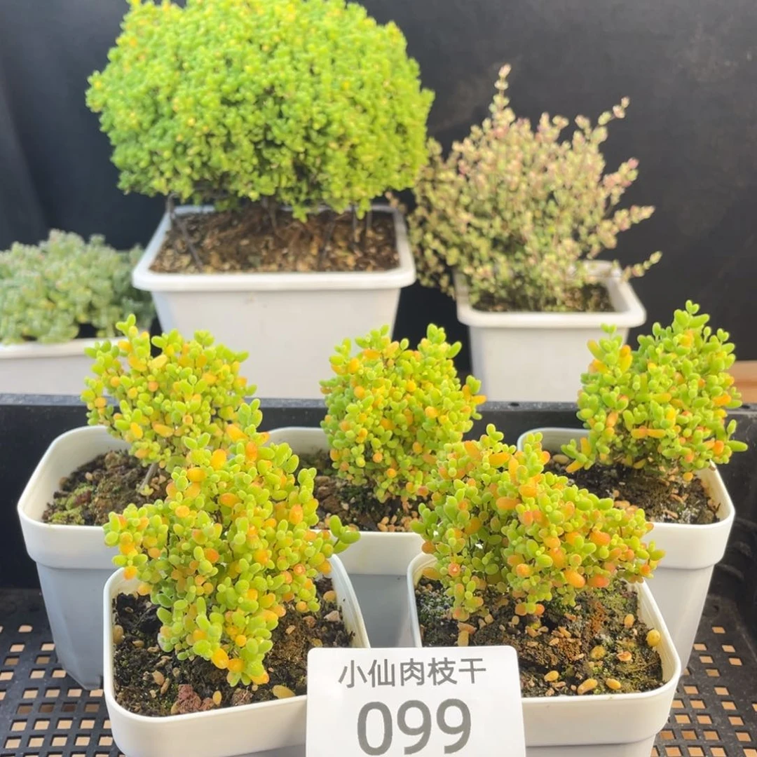 099枝干番杏蜜橘5棵