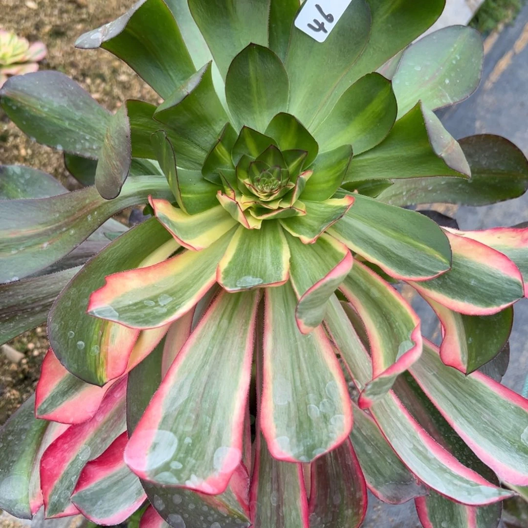 46红魔女多肉植物