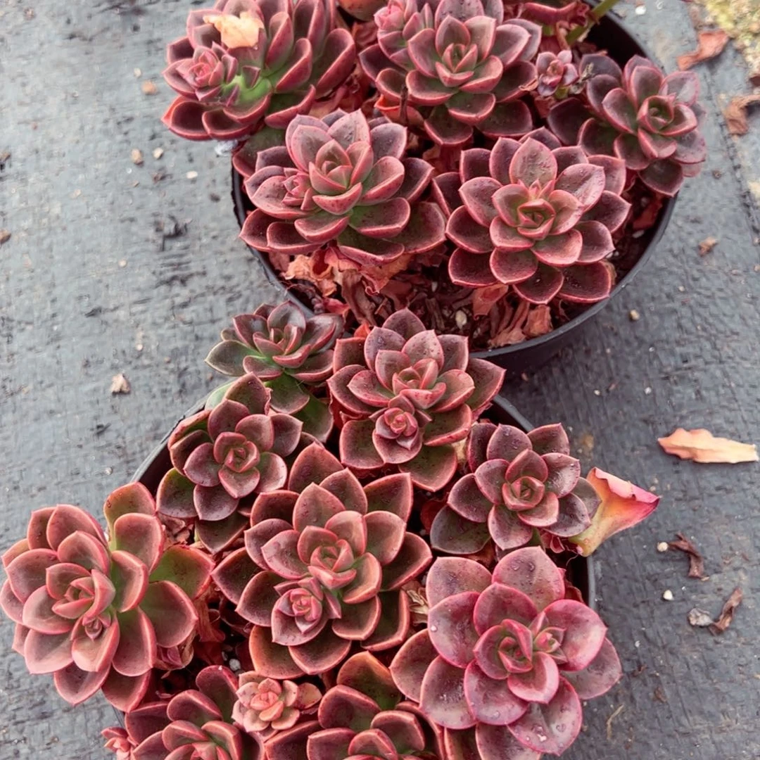 巧克力两盆带盆土