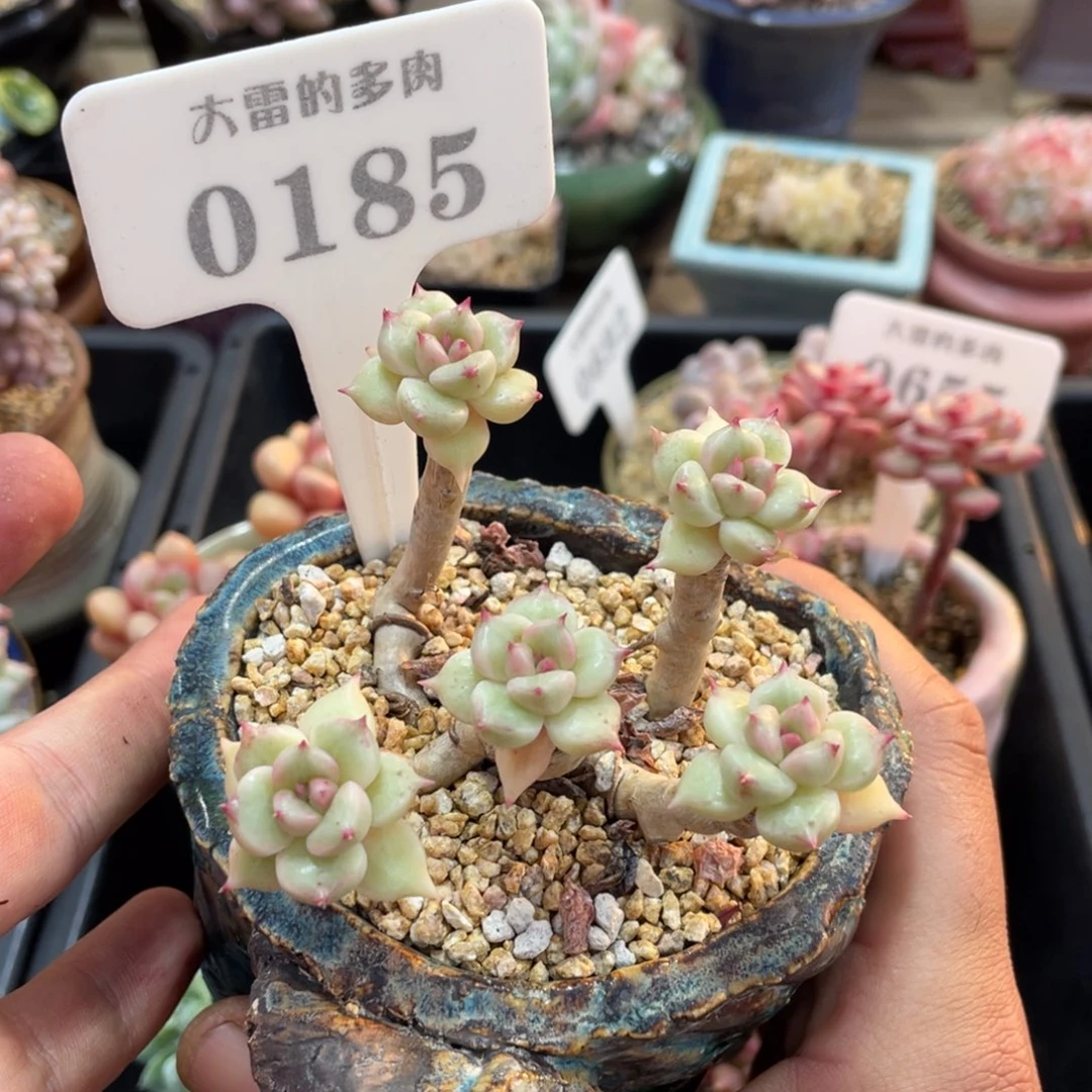 0185璀璨不带盆8厘米