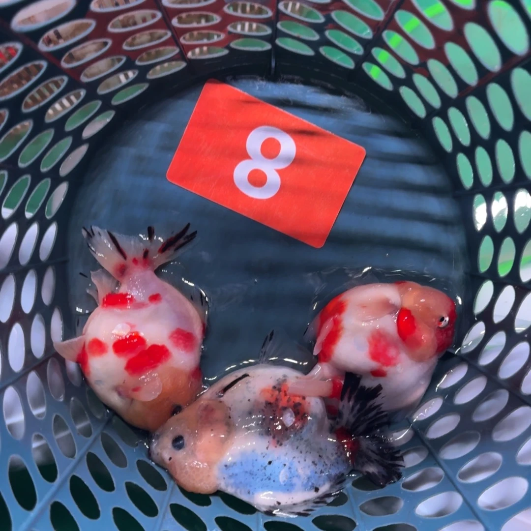 8包邮到家嘿嘿嘿嘿嘿嘿嘿嘿嘿嘿嘿嘿