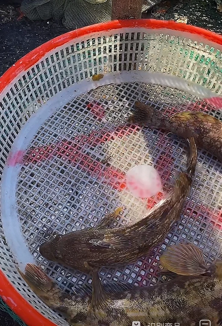【大杂，黄鱼，黑鱼】 纯野生 保鲜不保活