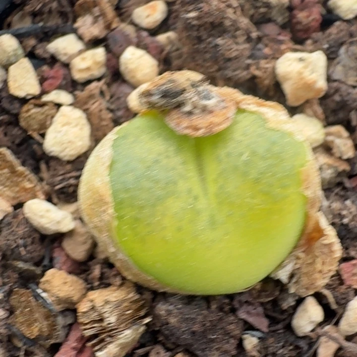 1029毛汉尼带盆带我