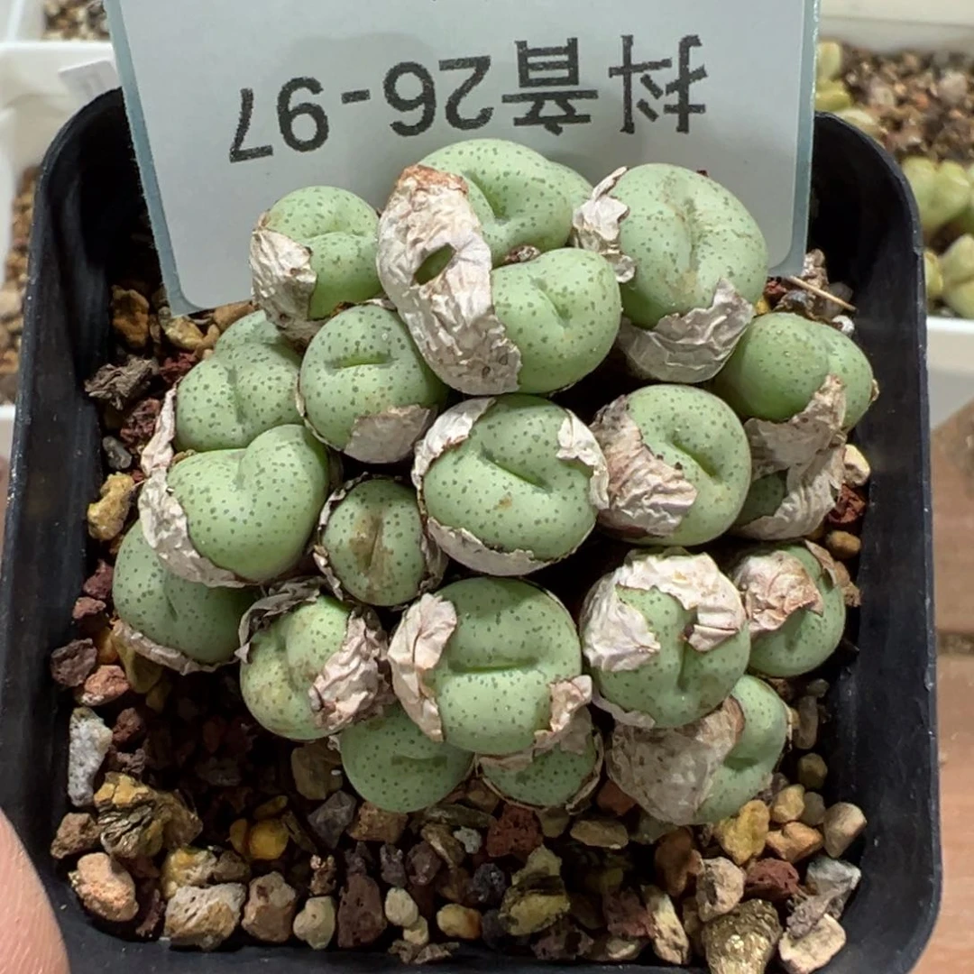 26-97肉锥多肉植物，