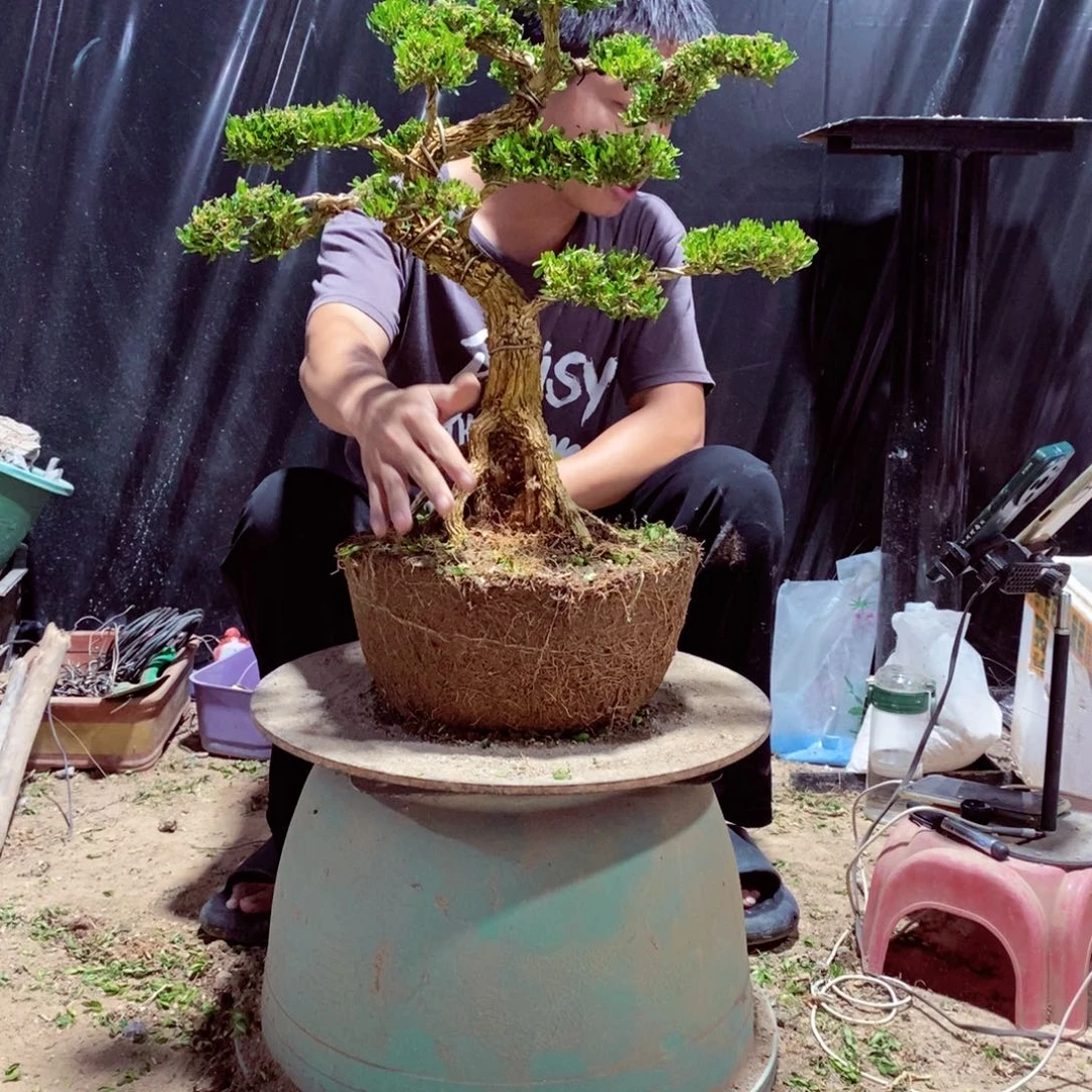 无花朵黄杨盆景雀舌软枝