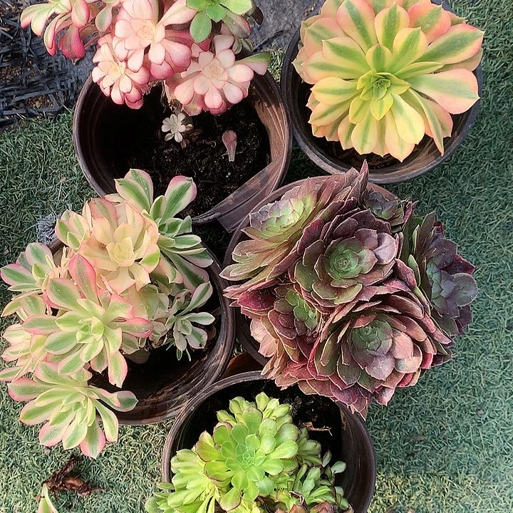 575五棵砍过母本桩多肉