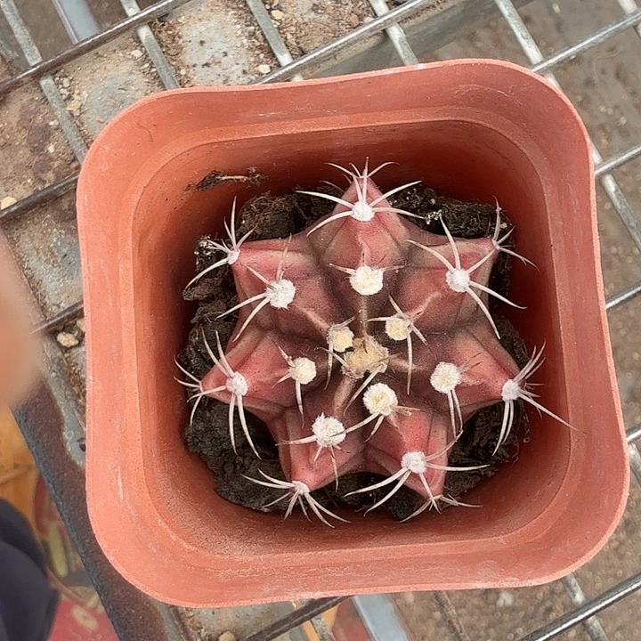 实生紫皮牡丹4仙人球