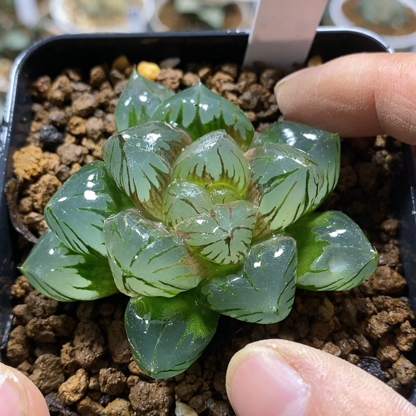 【闪购商品】287巨大水晶