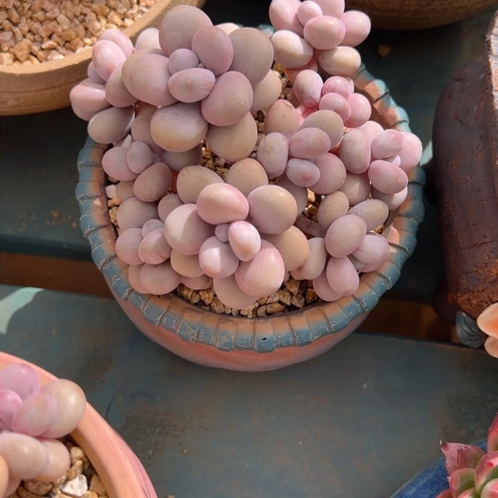 略*略桃蛋一物一拍