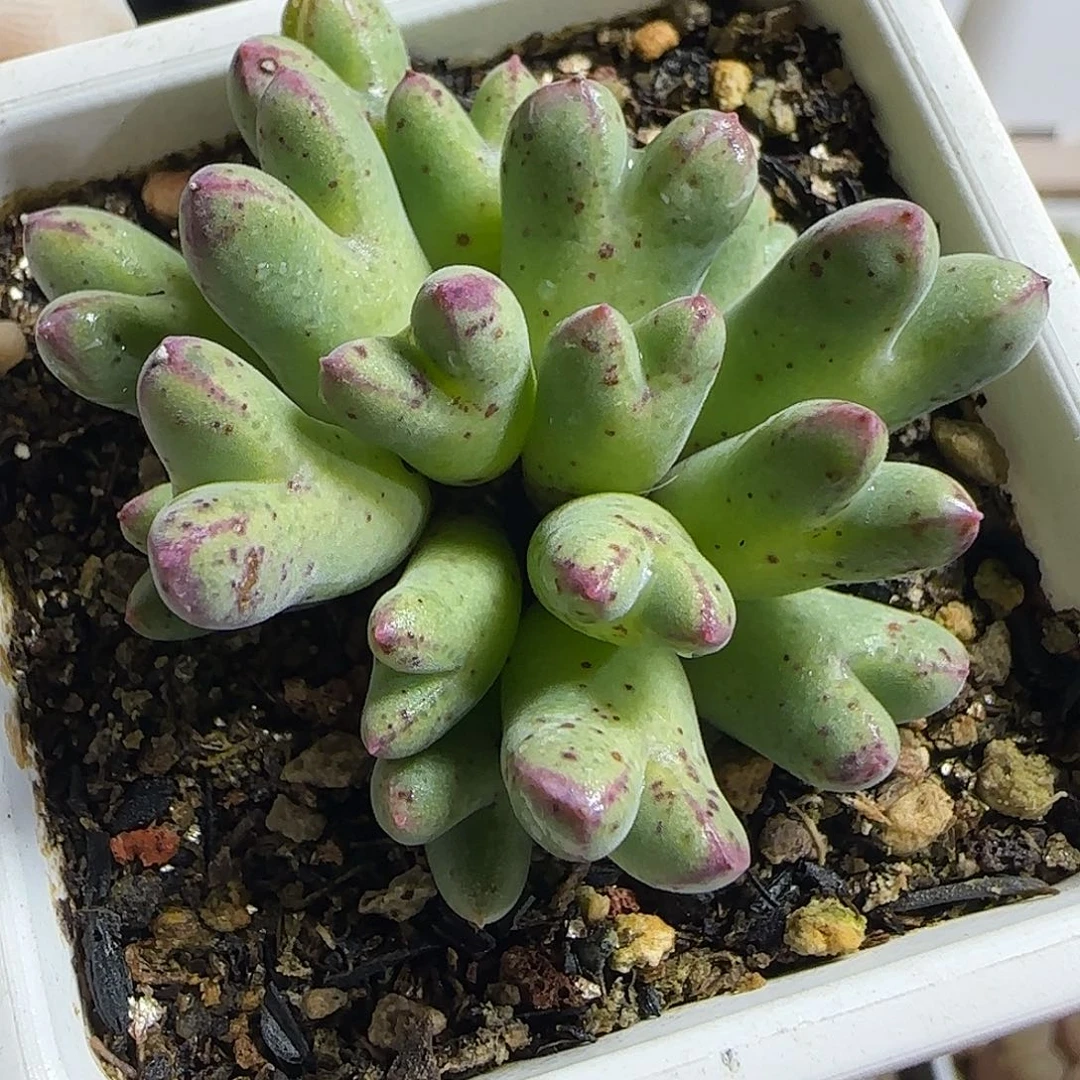 多肉植物优选985猪蹄122号