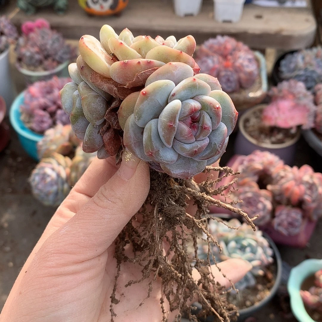 哈哈哈哈哈哈哈石榴籽