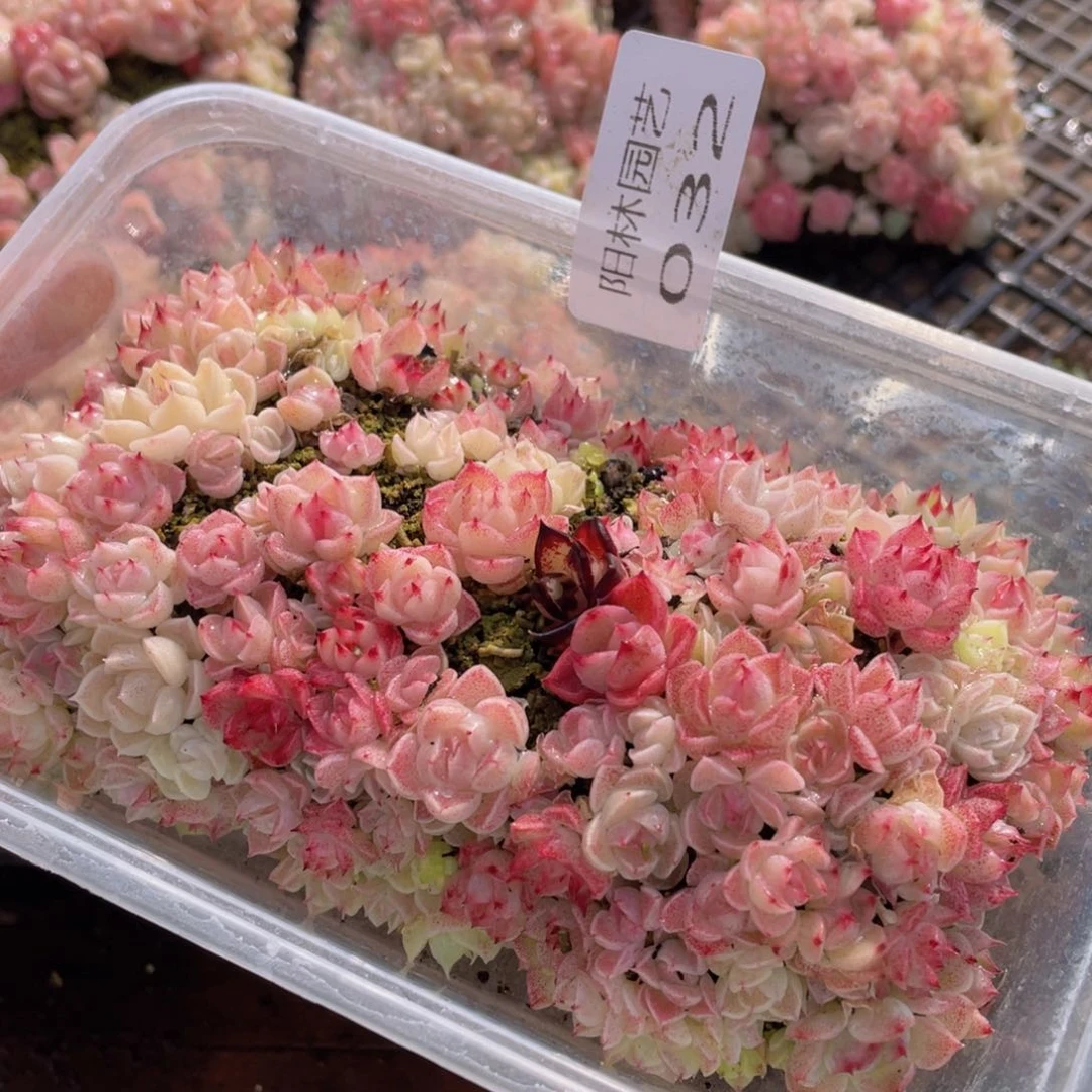 多肉植物多肉植物32