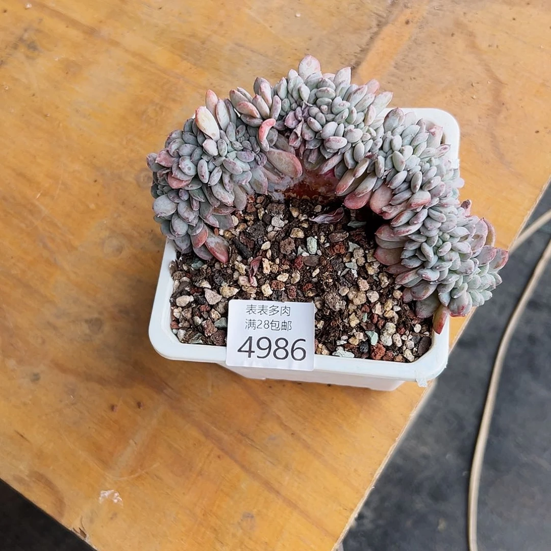 9号宅****下我们的确是4986