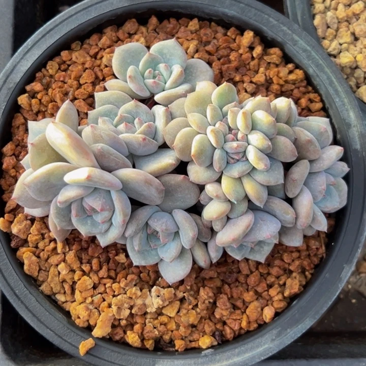 星影 琥珀 琥珀 琥珀