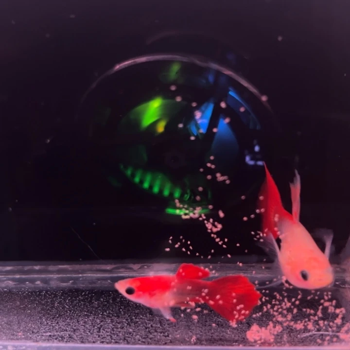 孔雀鱼红礼服玻璃猫大C1对