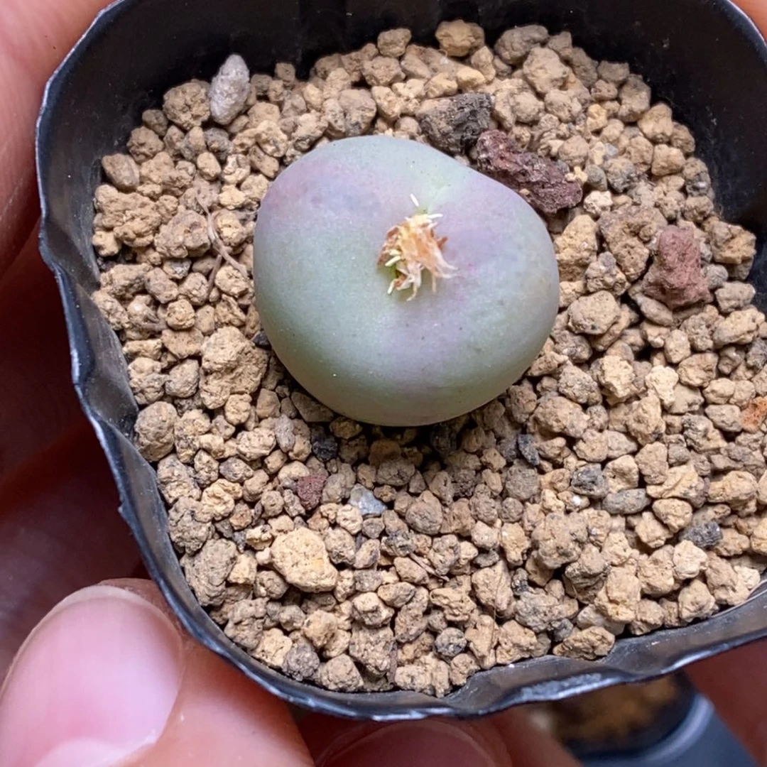 多肉植物肉锥杂交K-4584 将嘴 福利