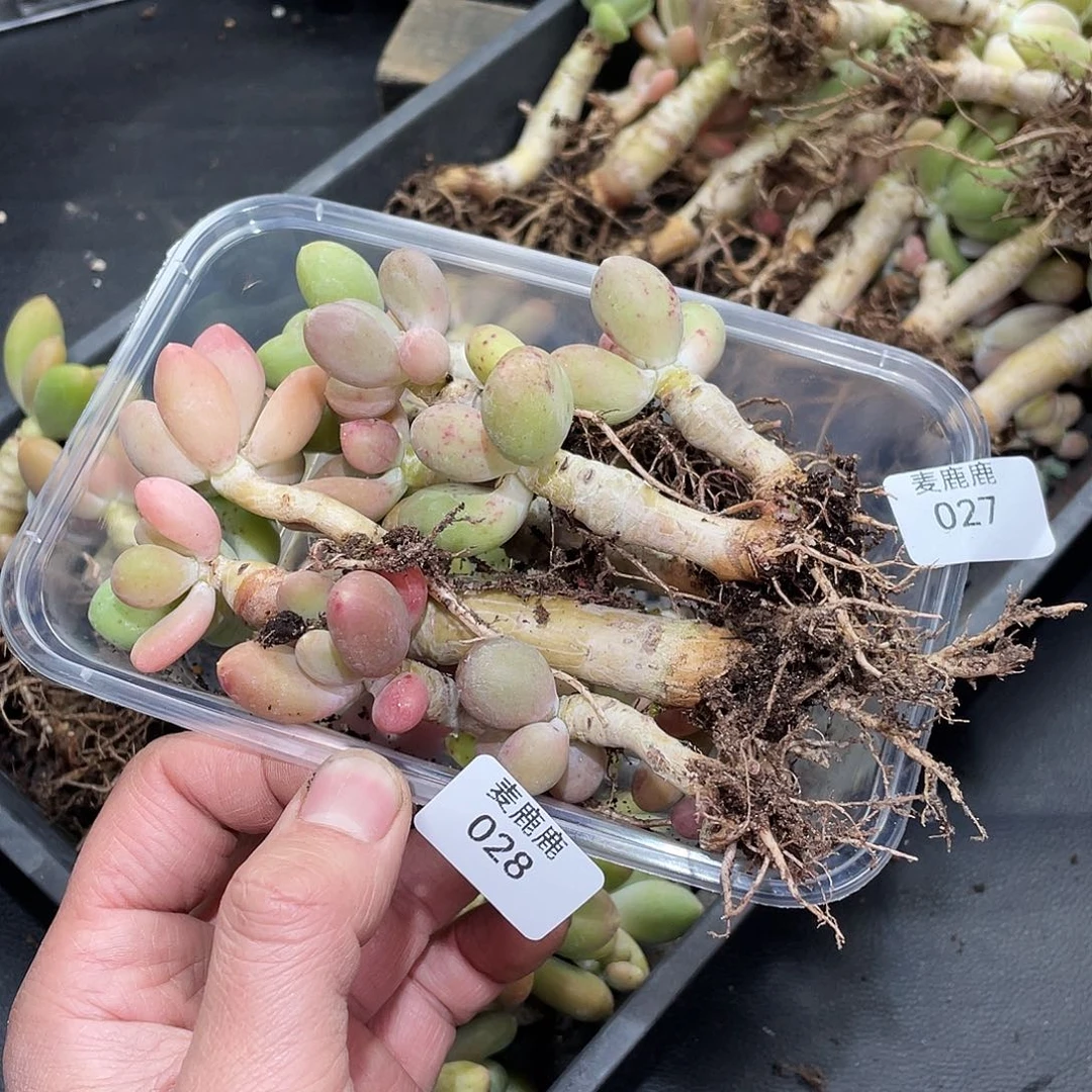 喵***酱028。定。