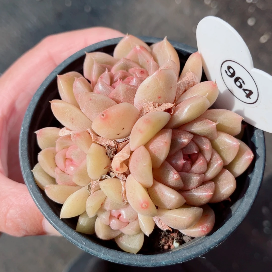 964号小老桩珍妮群