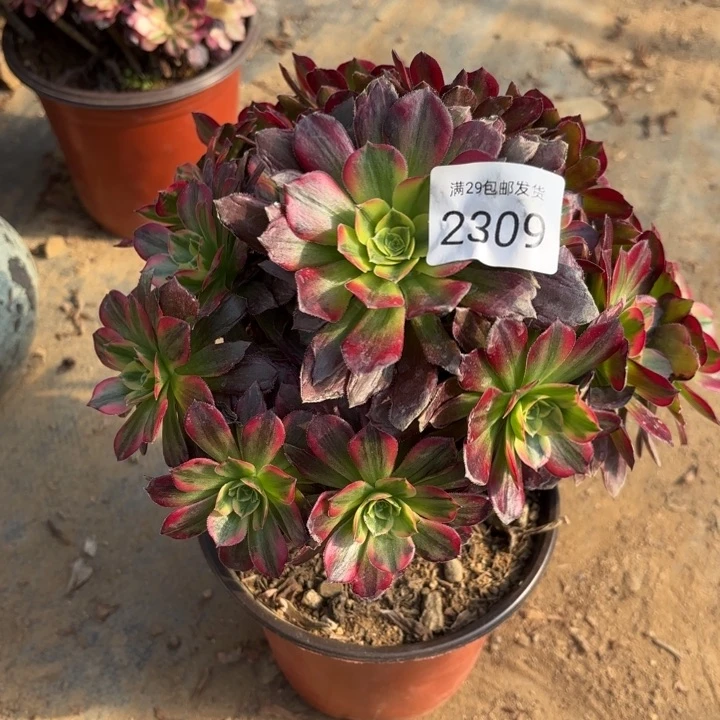 安娜锦多肉法师2309