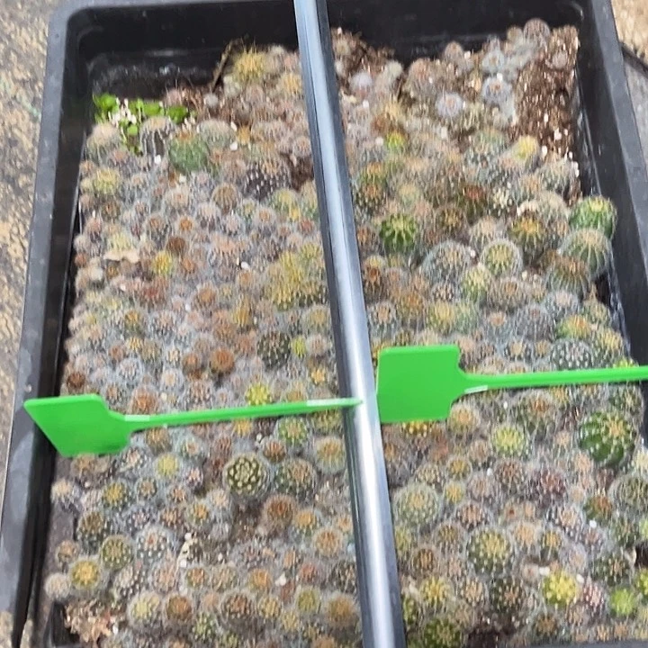 彩草苗切糕一份带土发货25米