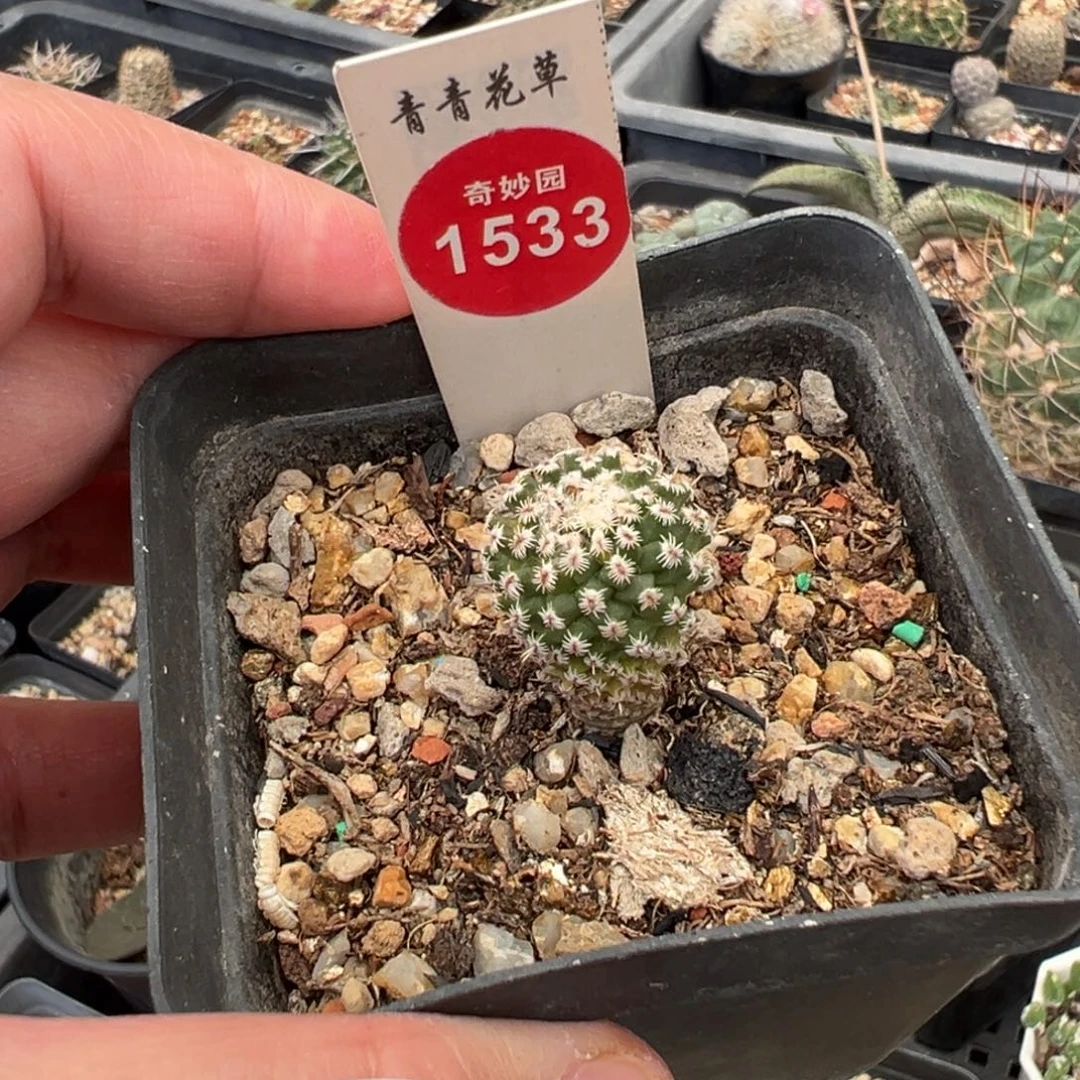 实生海胆娇丽一棵仙人球