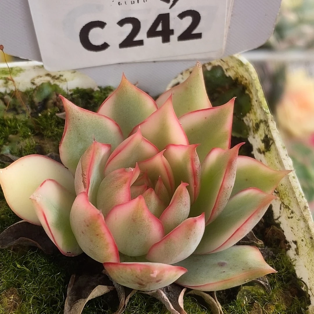 242宝莲灯哈哈哈哈哈