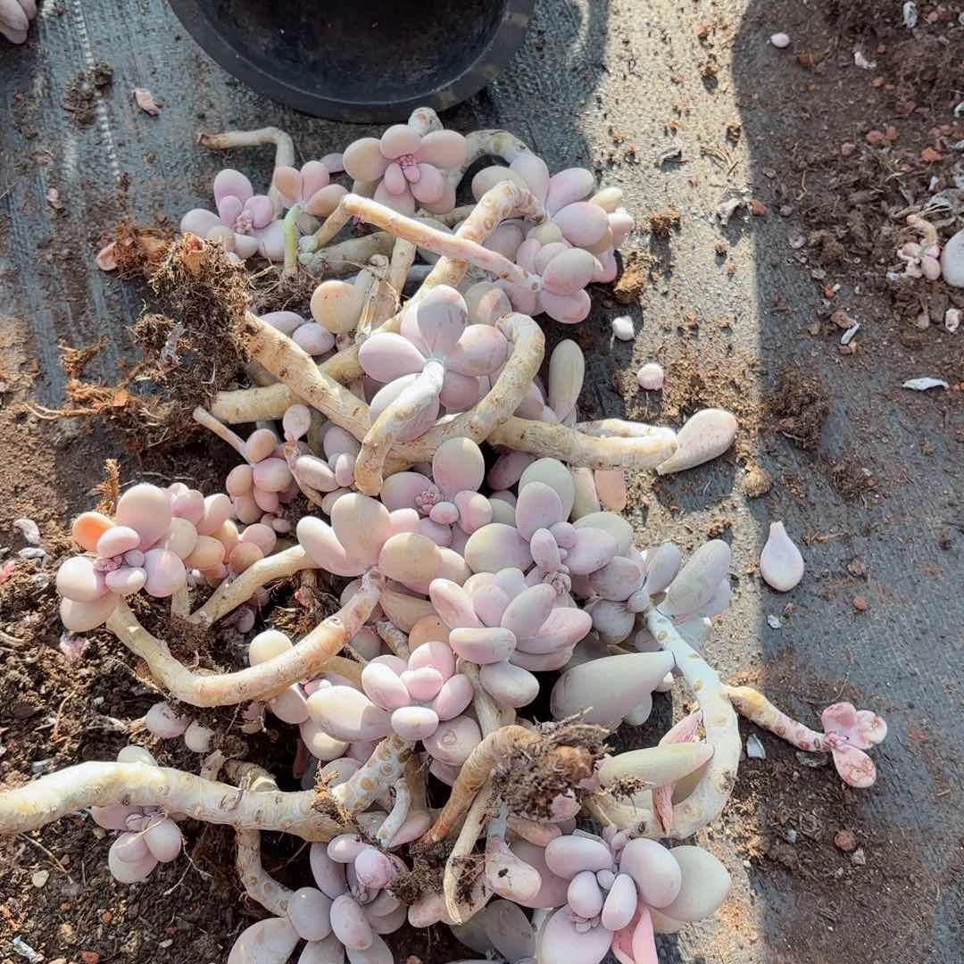 用****8桃蛋散装的不售后106。