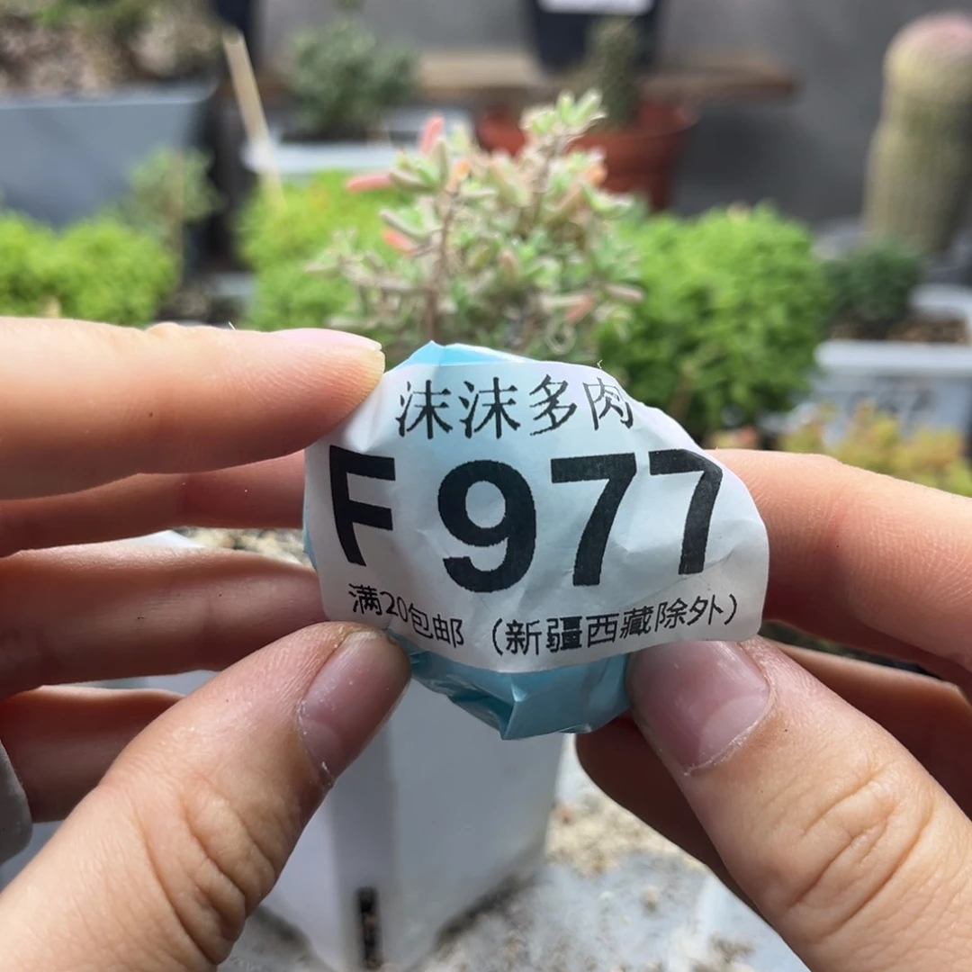 977 种子。