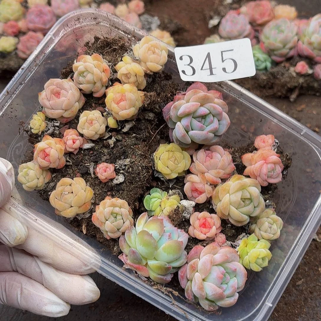 子**嫲多肉植物多肉植物345