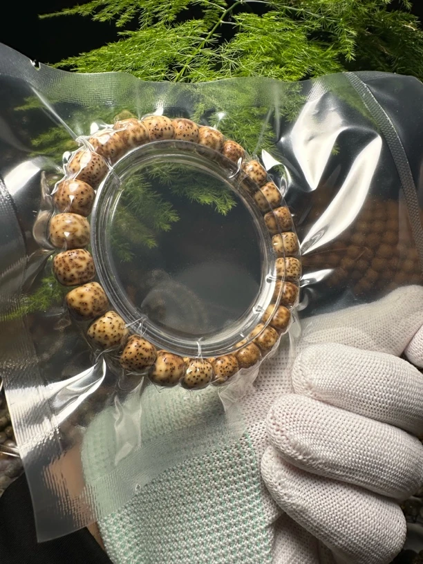 八年陈籽虎皮星月单圈