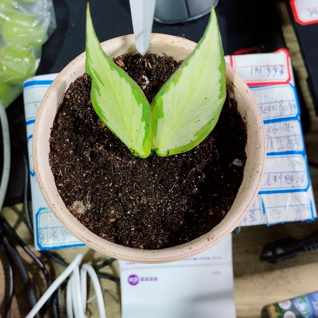 粉***梦完全开放鱼尾内锦一物一拍270T