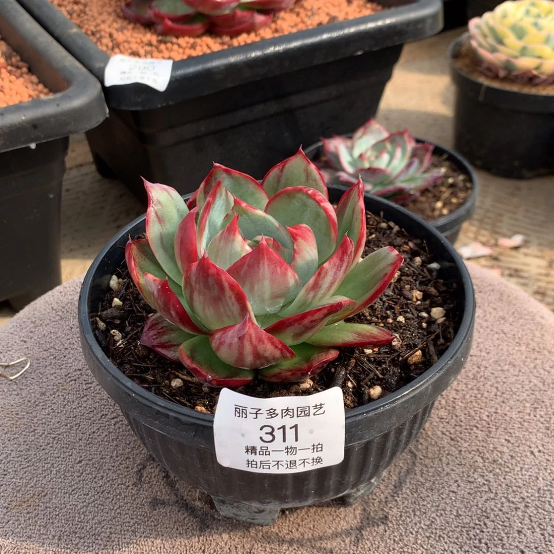 311宽叶拉丝外翻。尺寸9。多肉植物