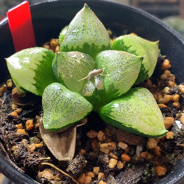 裹般诺杂白银一物一拍