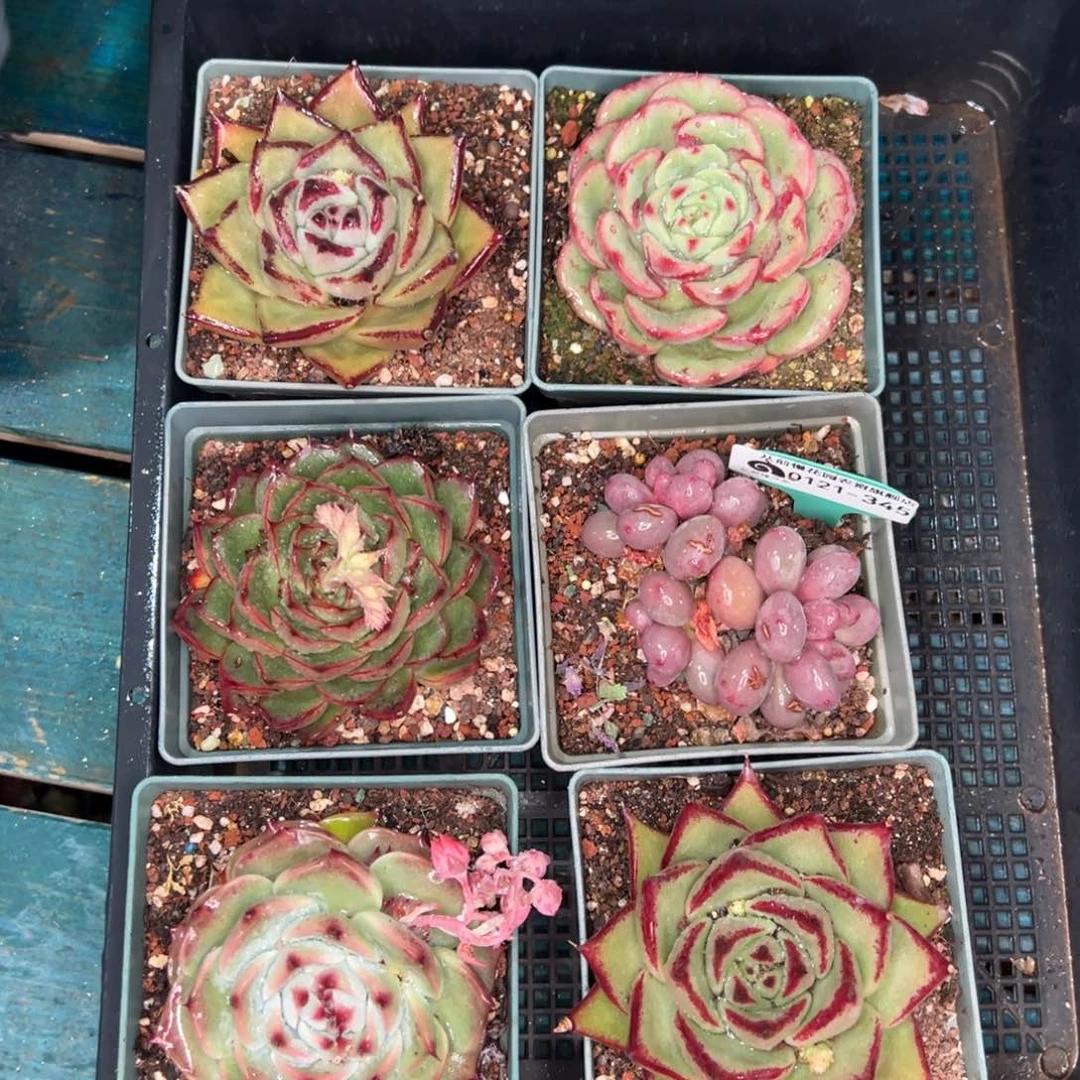 从前慢多肉精选编号0121.345