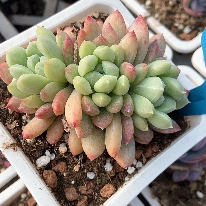 多肉植物百达翡翠1003