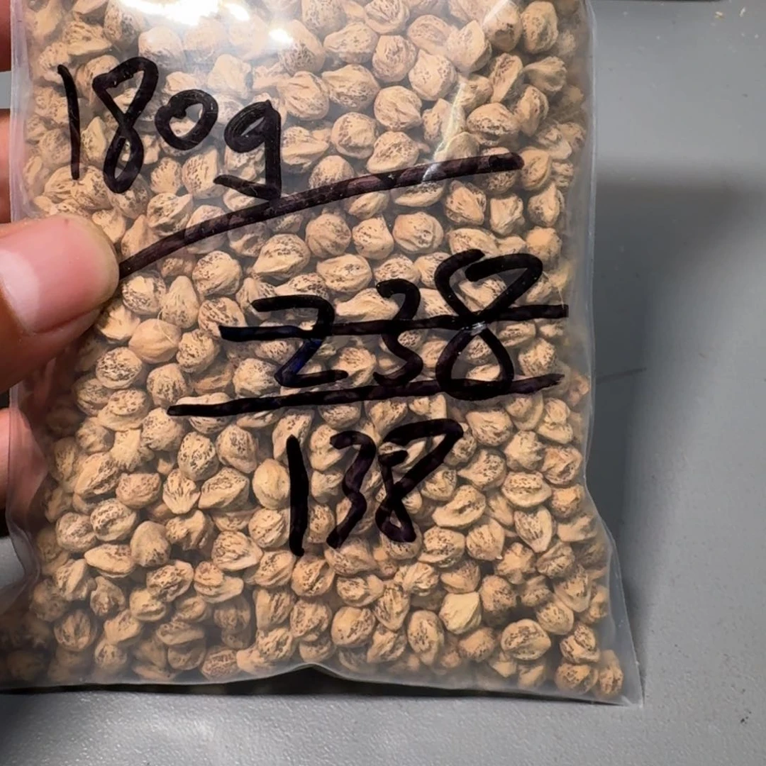 吊坠柏香籽/百香籽K***y
