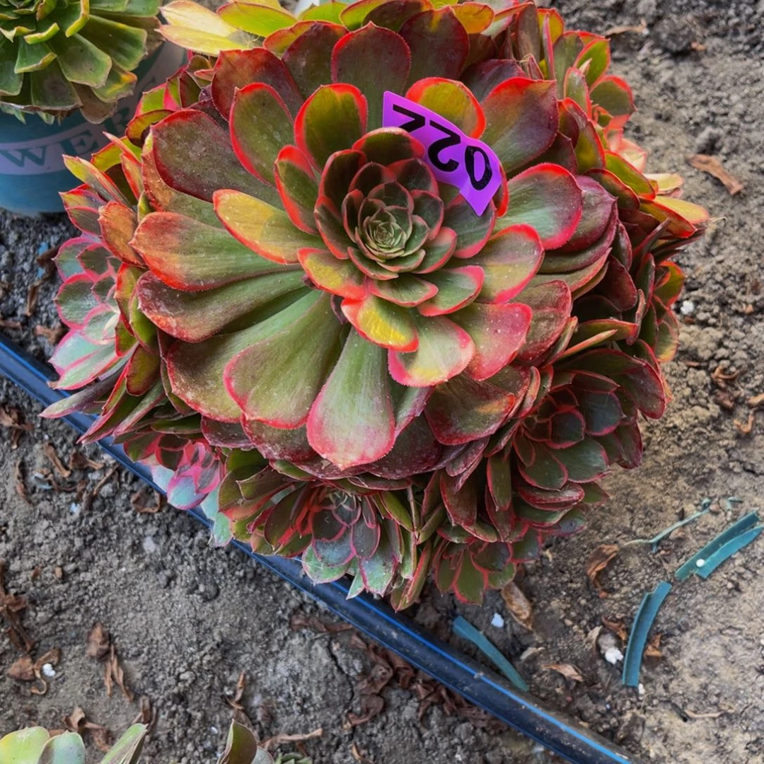 粉花妖16/////////17包邮
